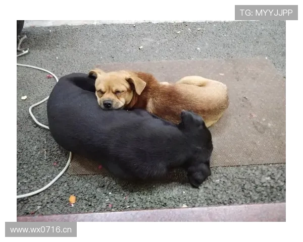 拉皮诺家的狗吃的都比我一个月饭钱多